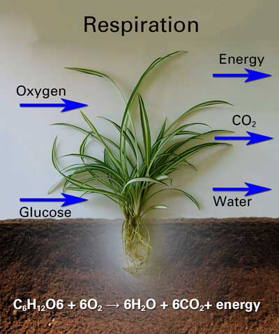 Plant respiration diagram