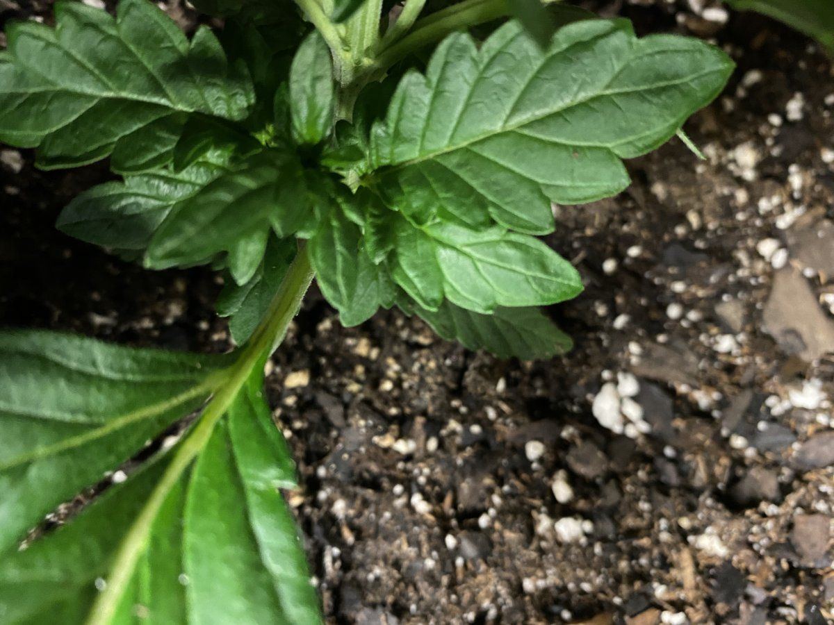 Plant stunted not an auto gimme your thoughts 2