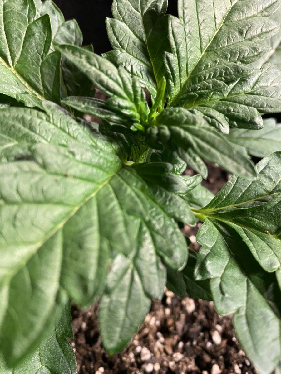 Plant stunted not an auto gimme your thoughts 3