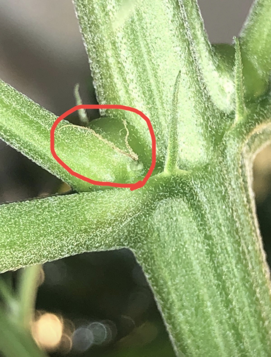 Plant wont flowering and pistils are turning brown 4