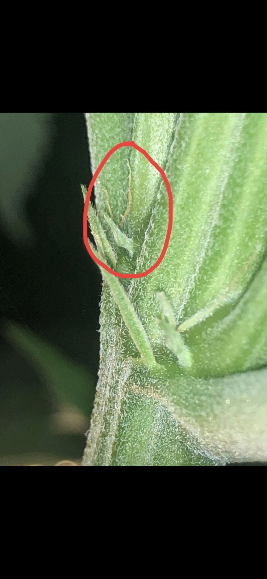 Plant wont flowering and pistils are turning brown
