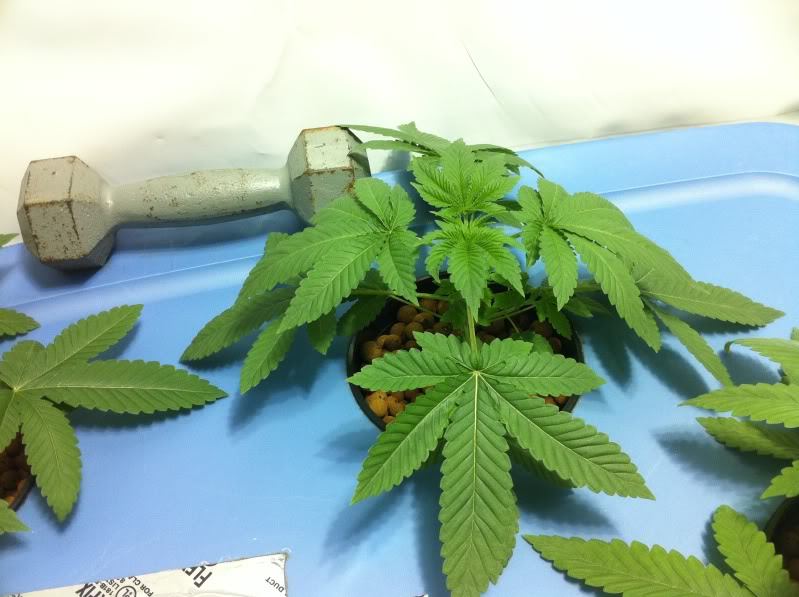 Plant1 1