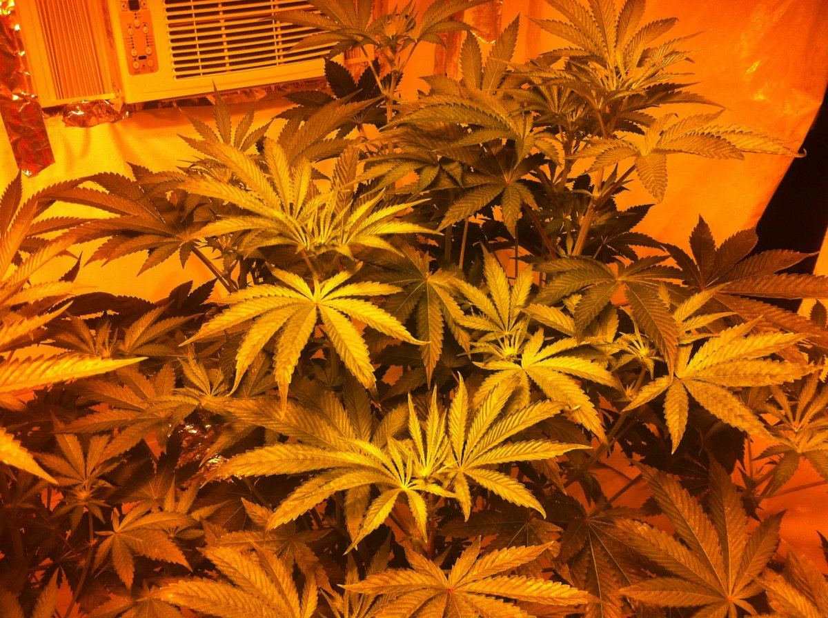 Plant1
