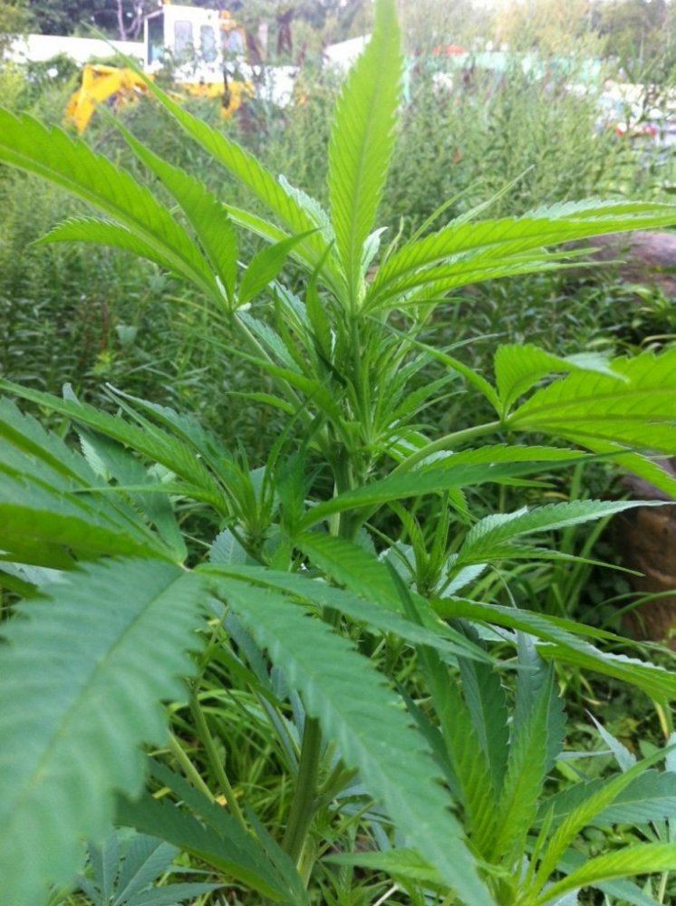 Plant1