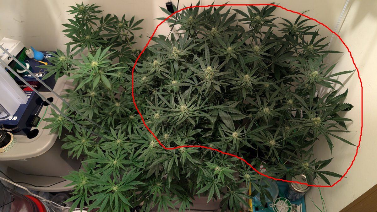 Plant1