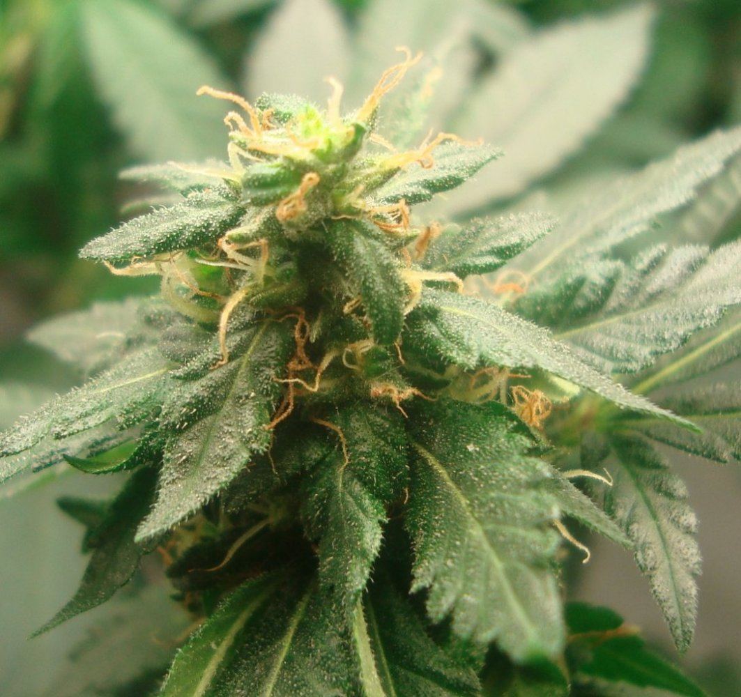 Plant1