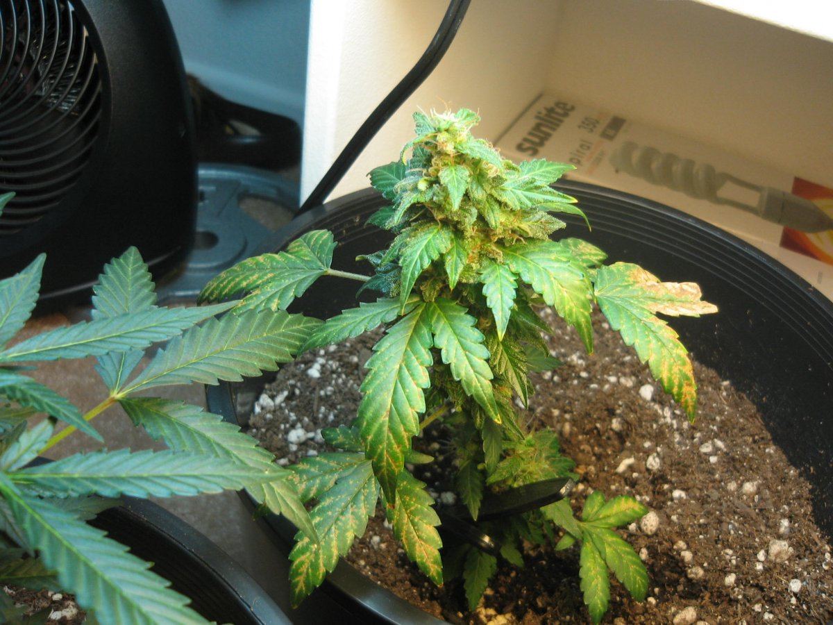 Plant1