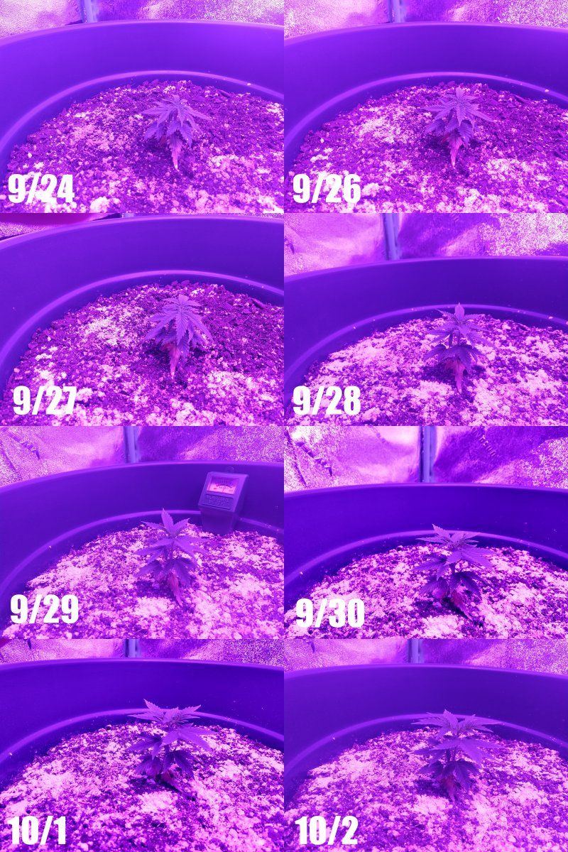 Plant1 lowres