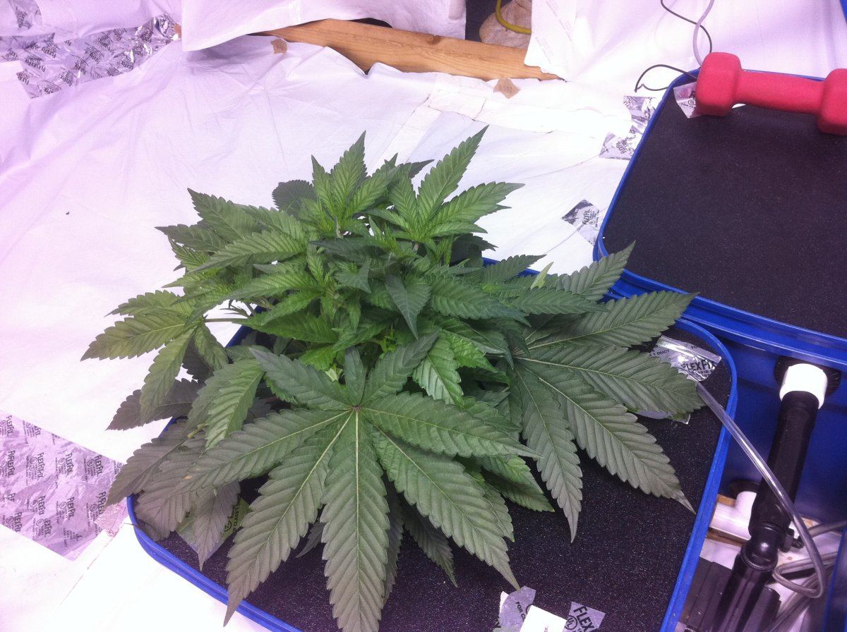 Plant11