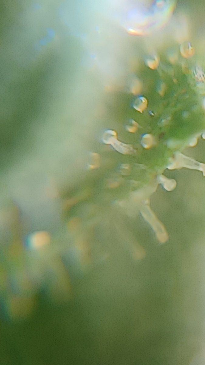 Plant1 c