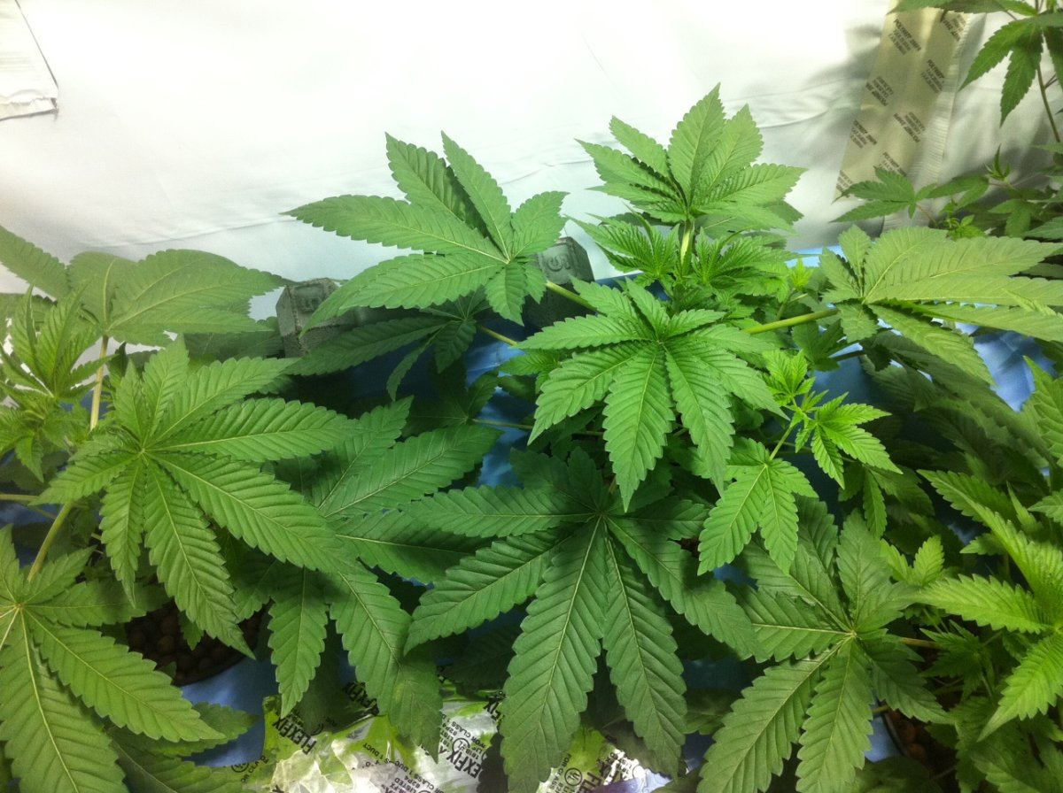 Plant1big