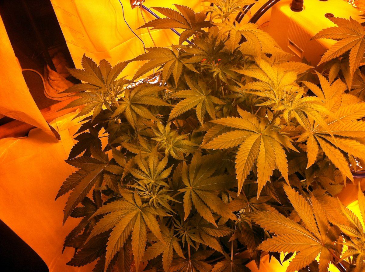 Plant1hps