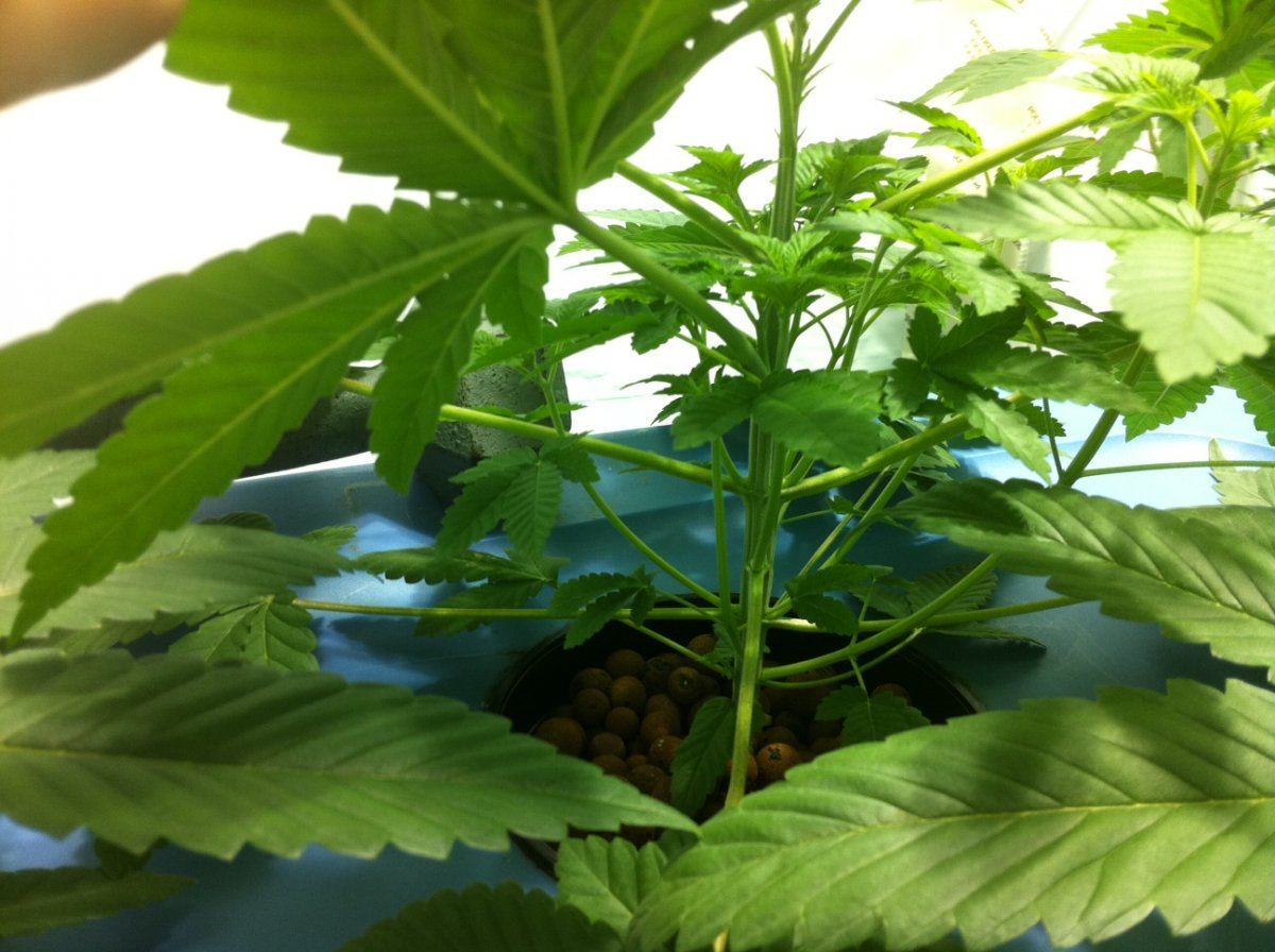 Plant1inside