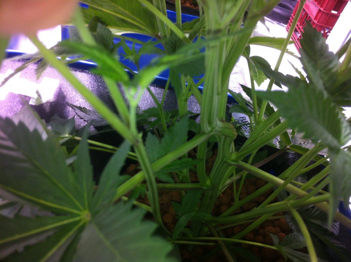 Plant1internodes