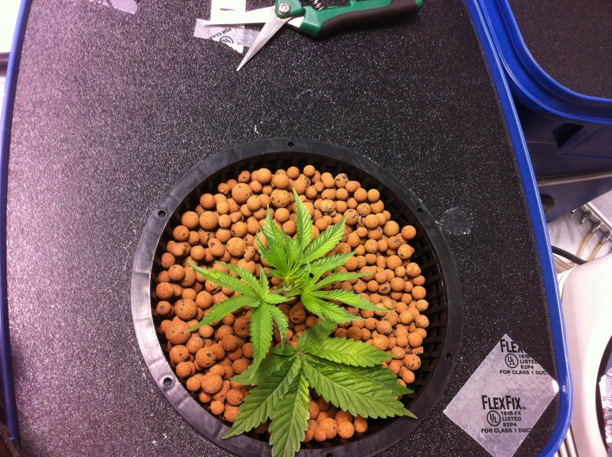 Plant1pos