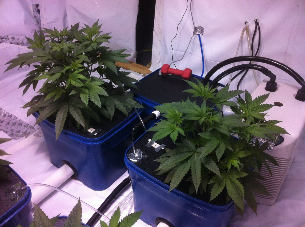 Plant1s