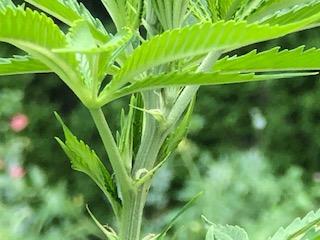 Plant21