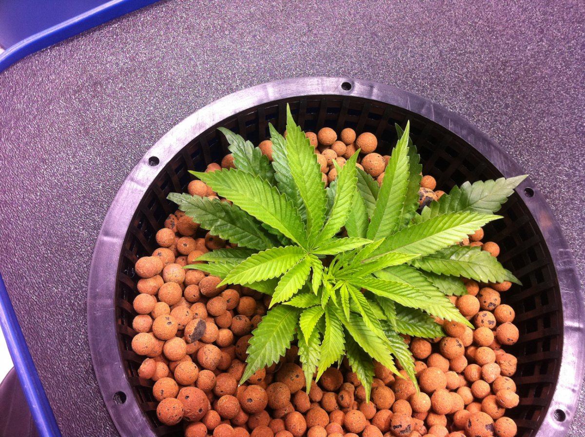 Plant2 23 04 49