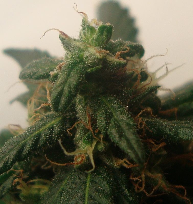 Plant23