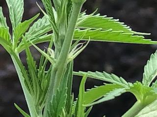Plant23