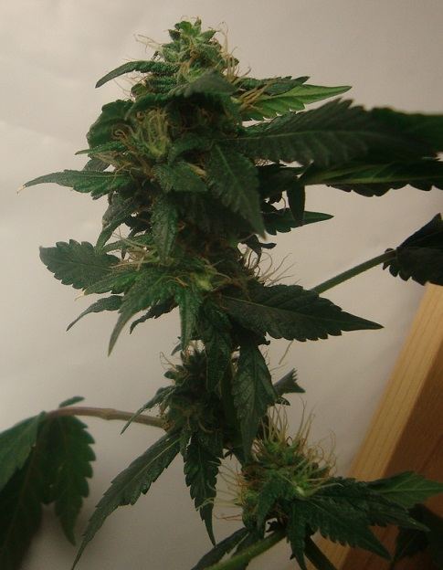 Plant26