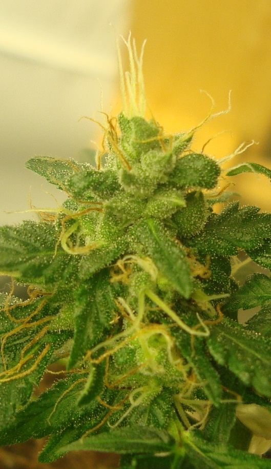 Plant26