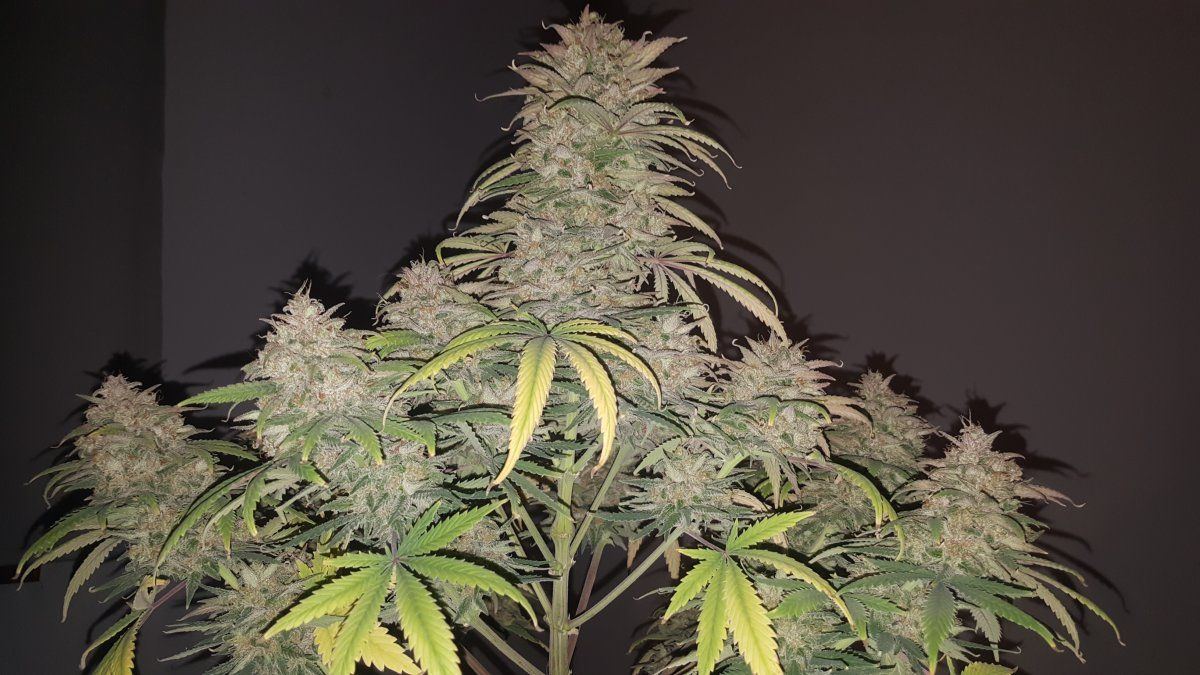 Plant2