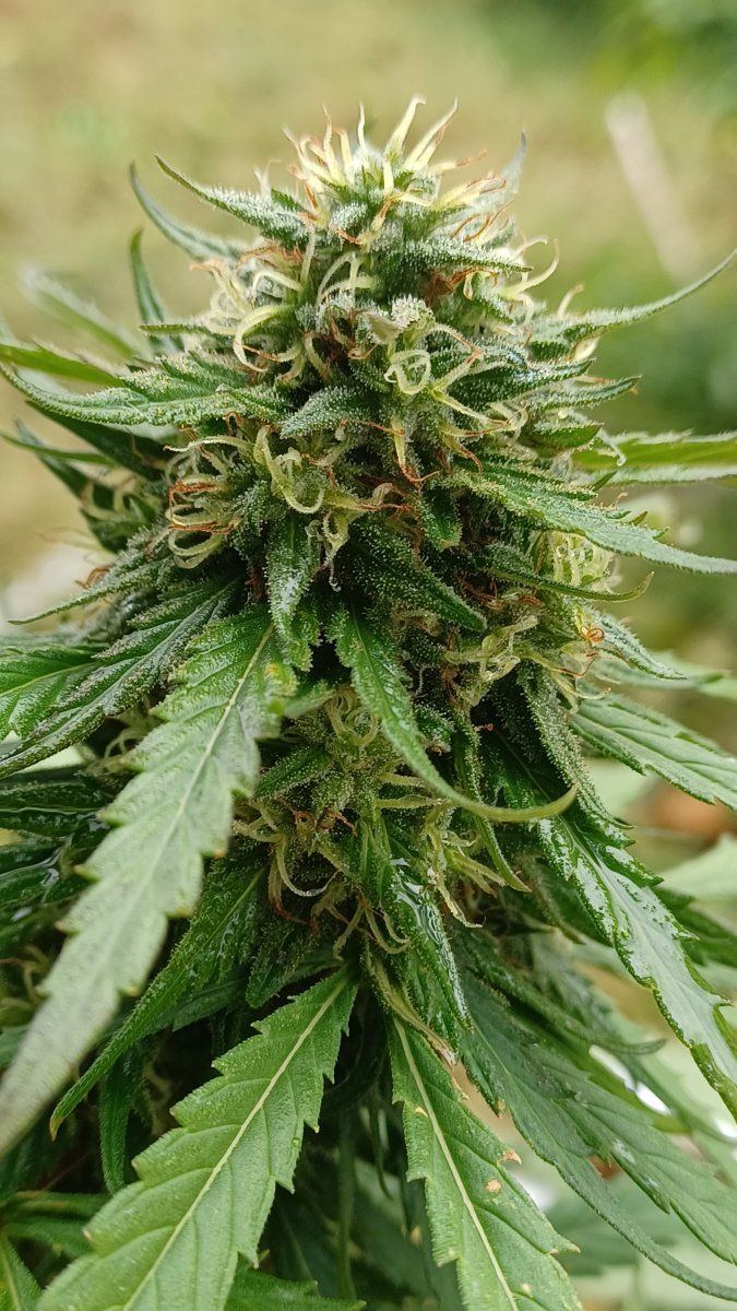 Plant2