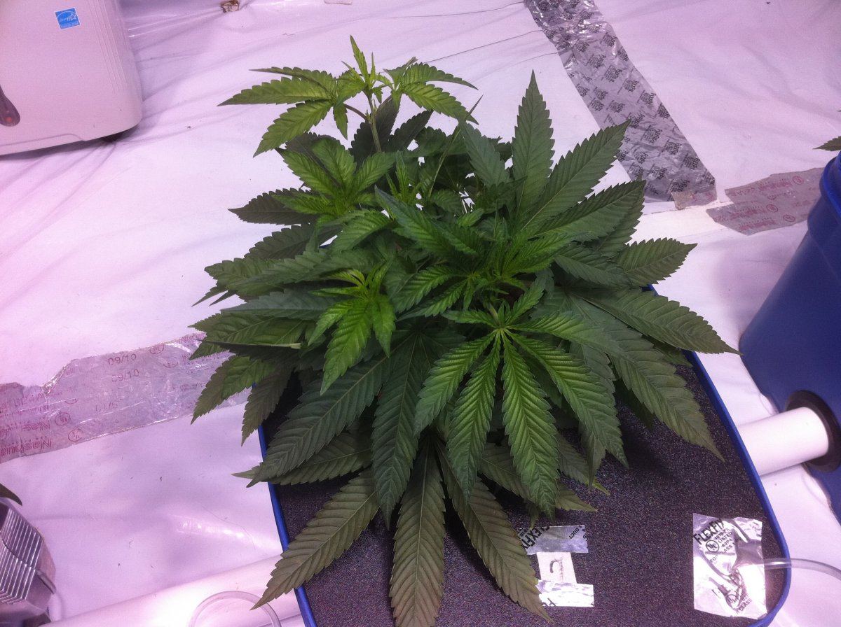 Plant2