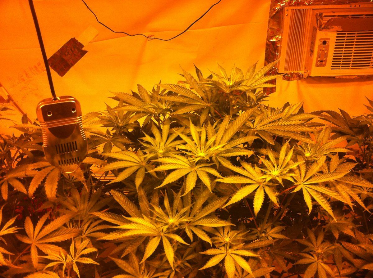Plant2