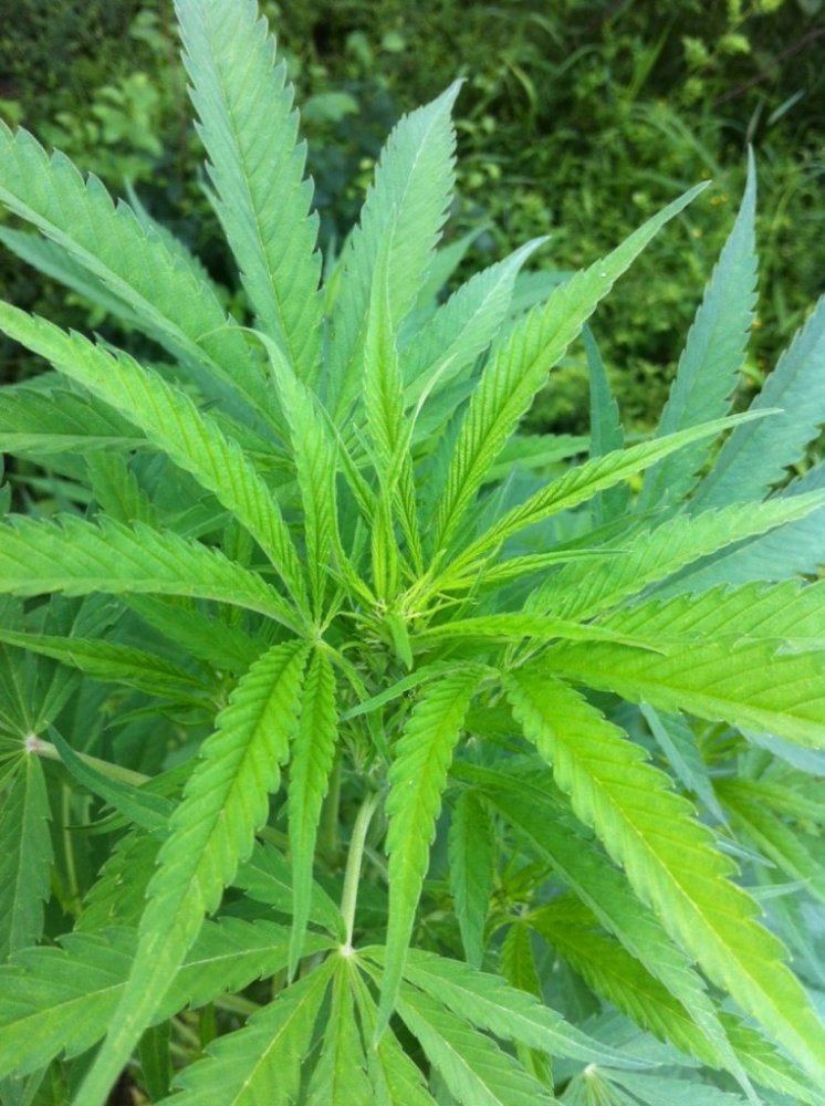 Plant2