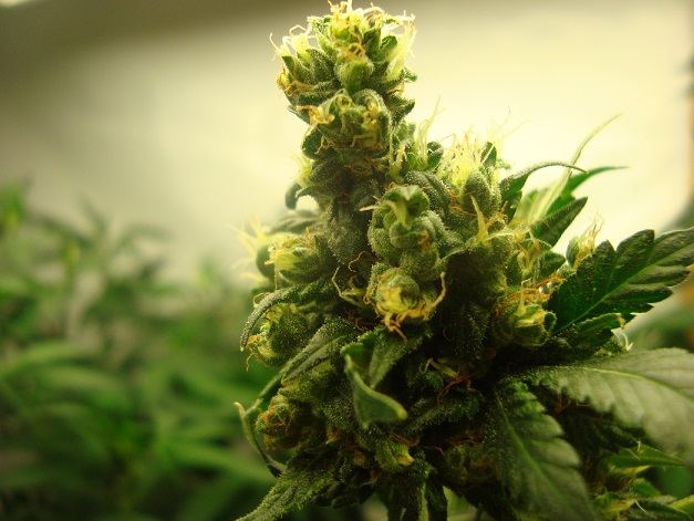 Plant2
