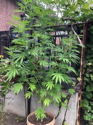 Plant2
