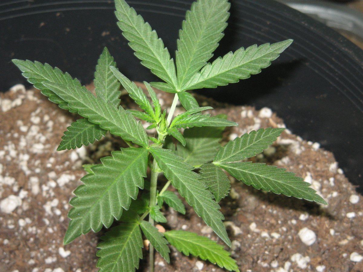 Plant2