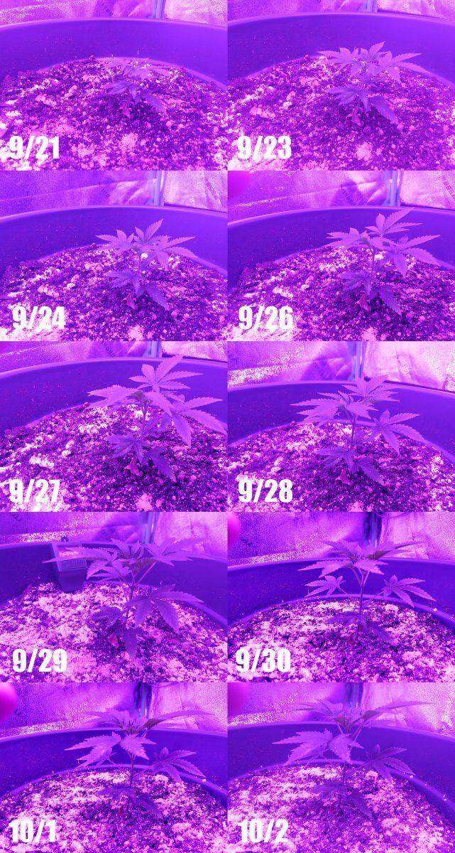 Plant2 lowres