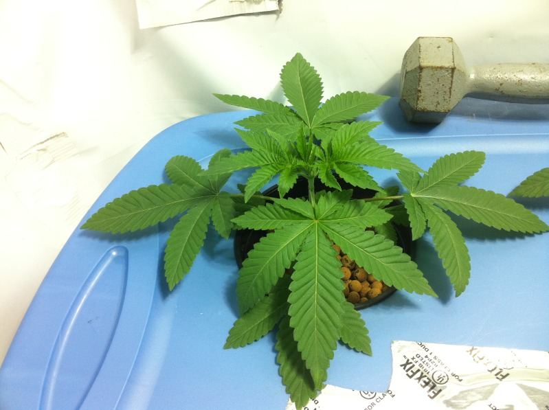 Plant211