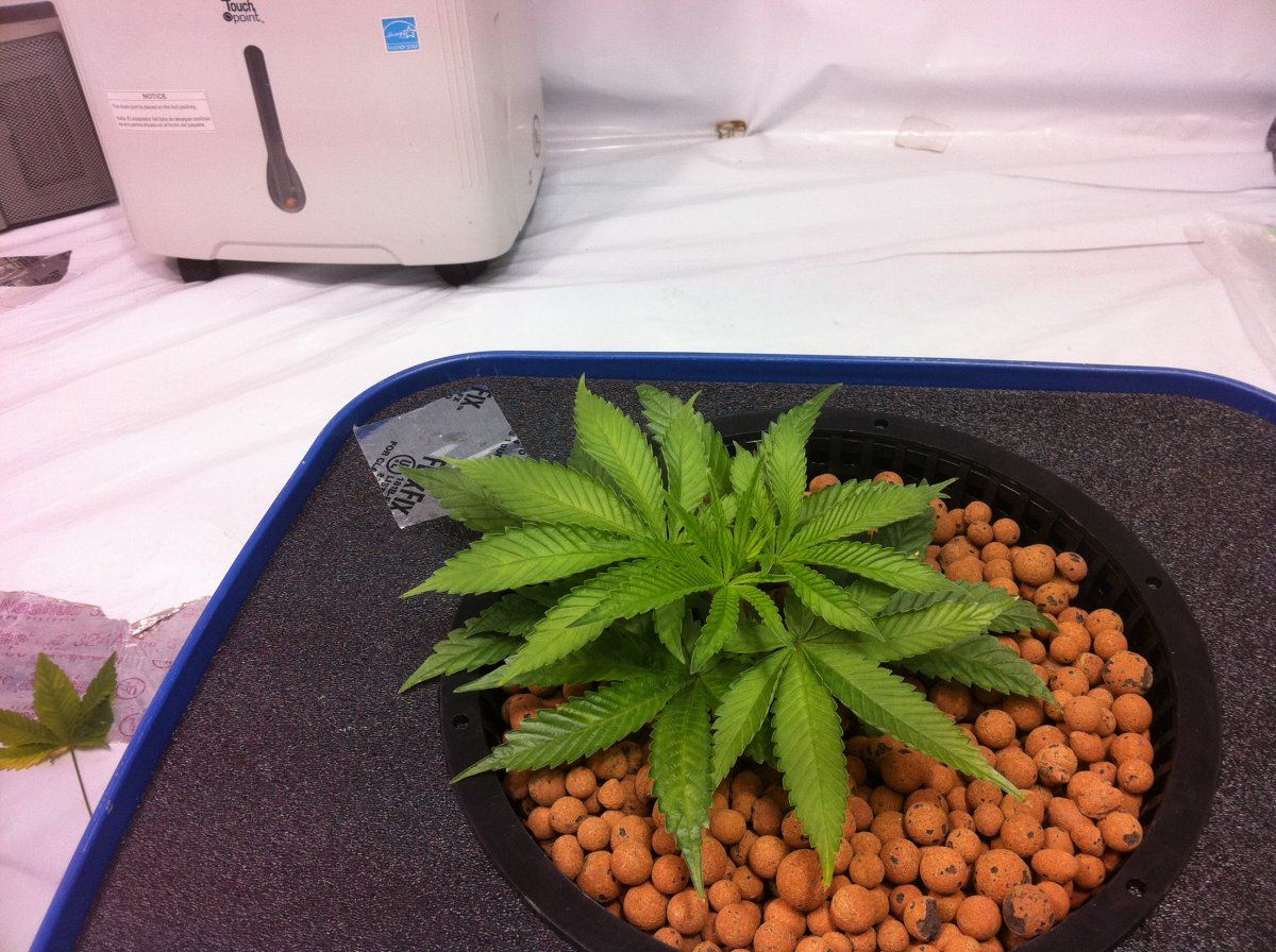 Plant22
