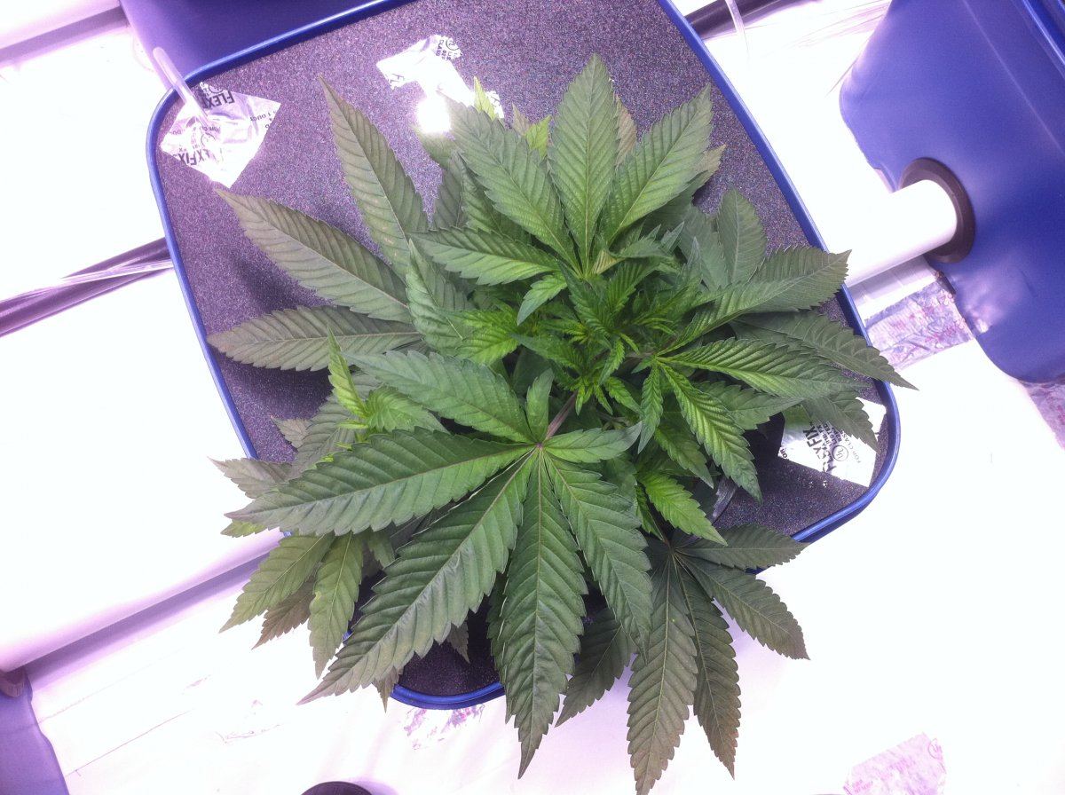 Plant22