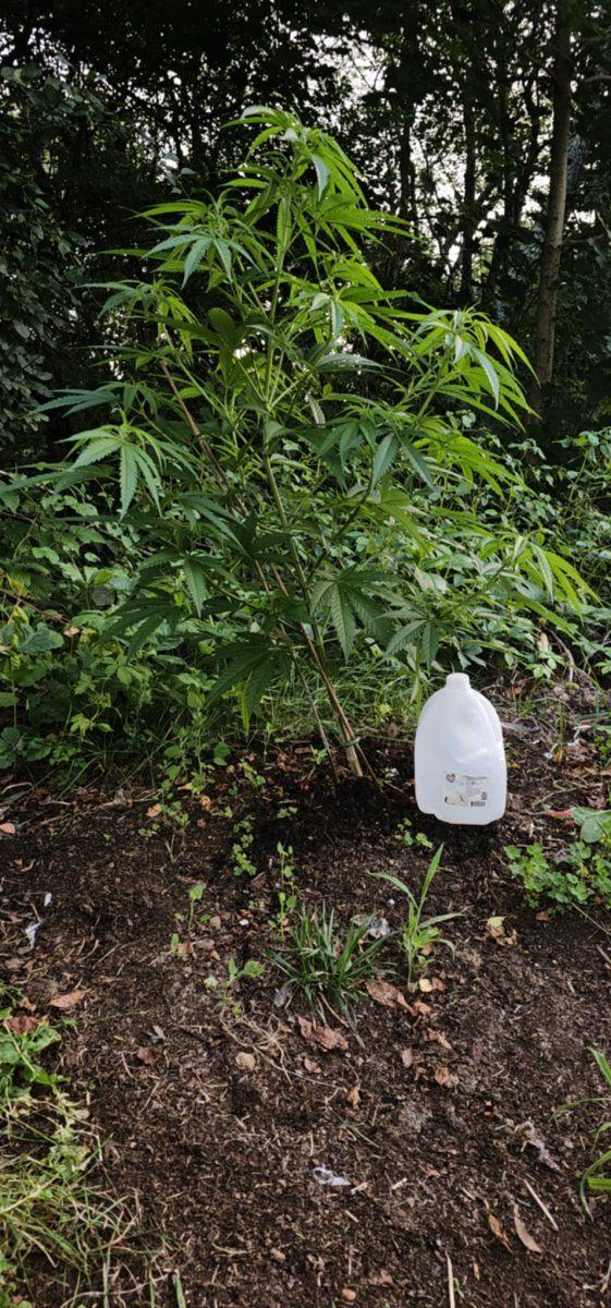 Plant25 2