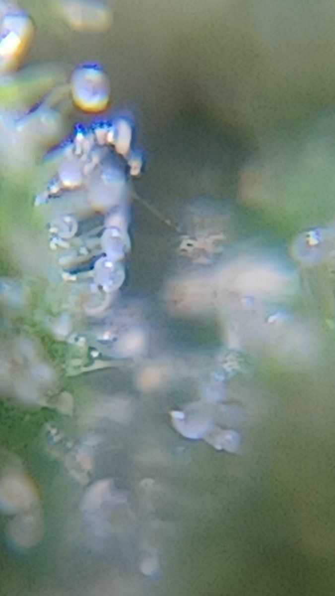 Plant2 a