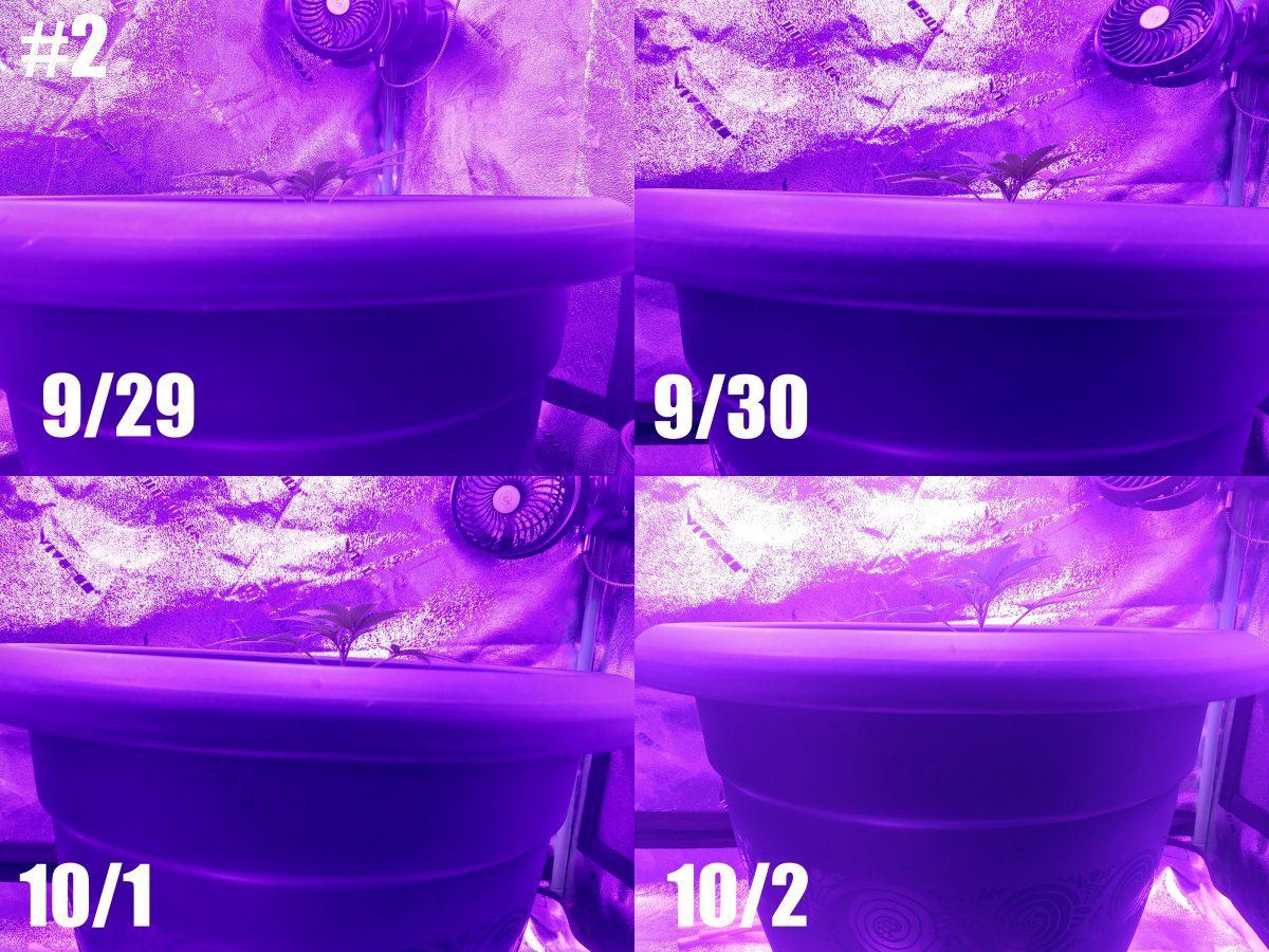 Plant2 side lowres