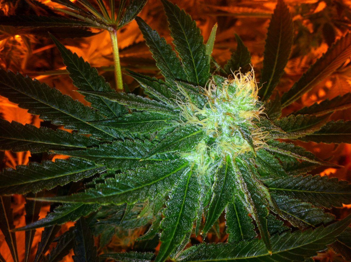 Plant2best