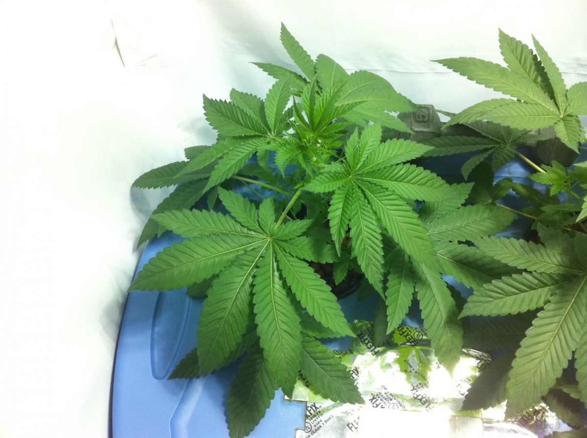 Plant2big