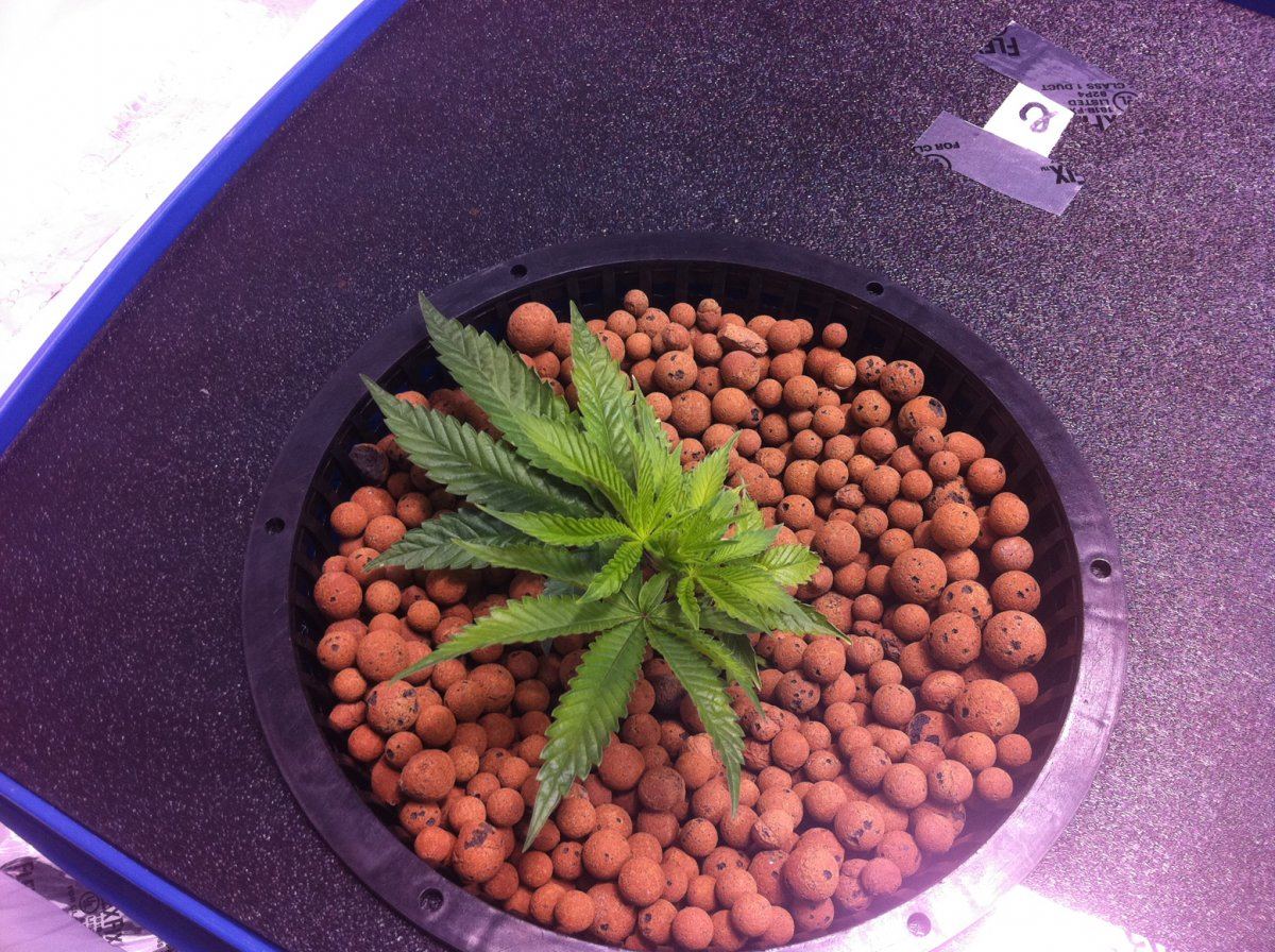 Plant2end