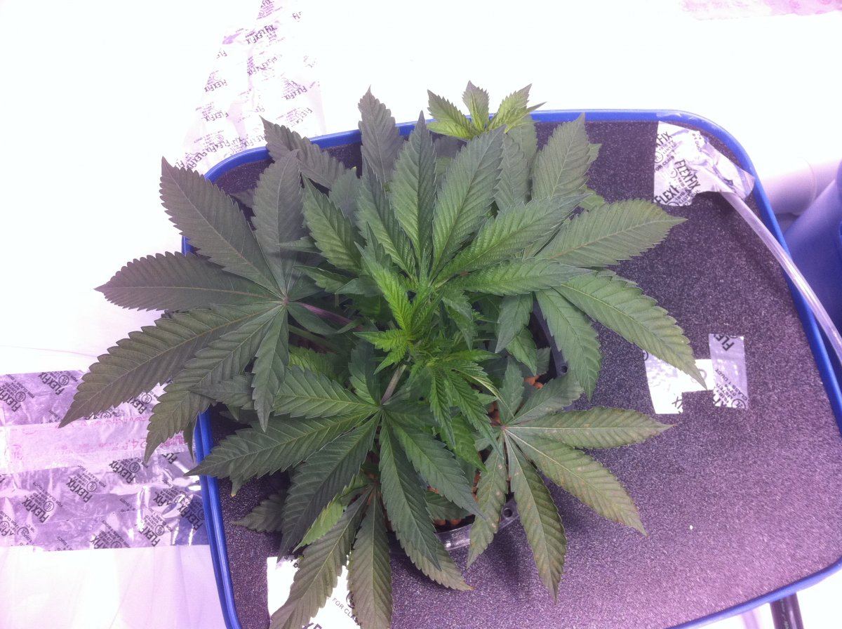 Plant2end
