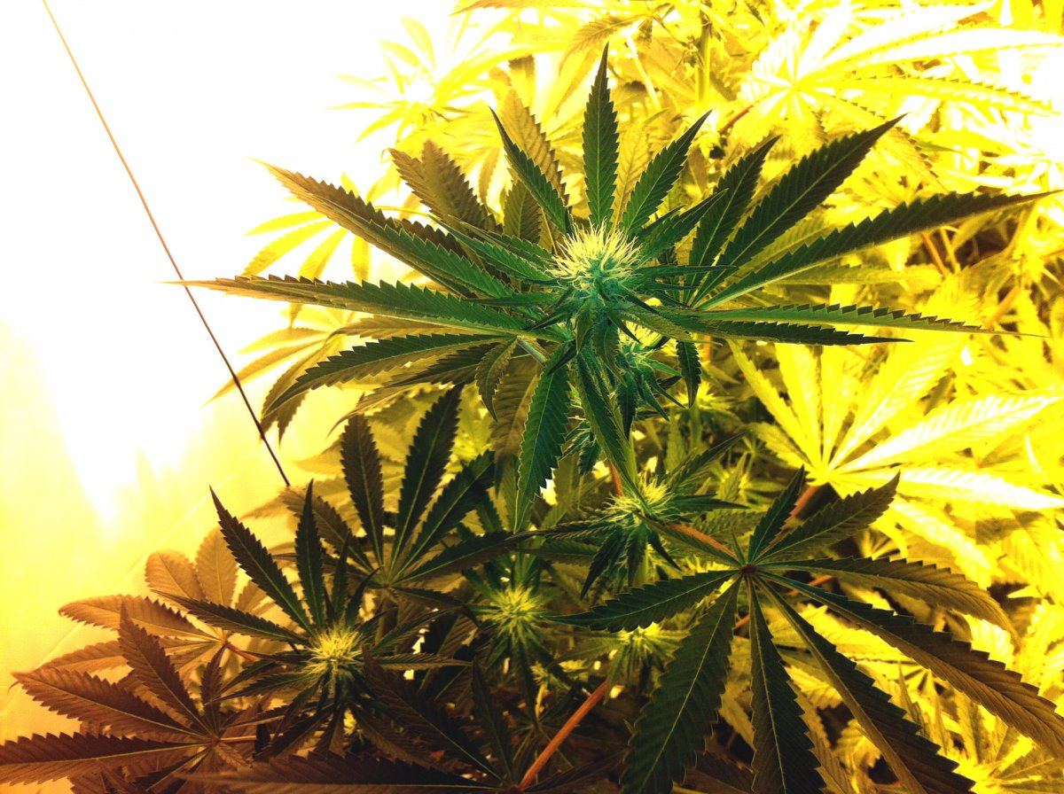 Plant2farside
