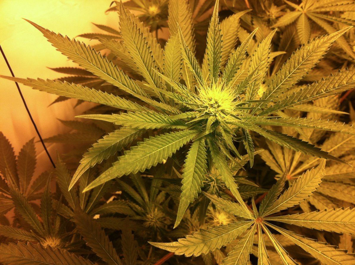Plant2goodbud