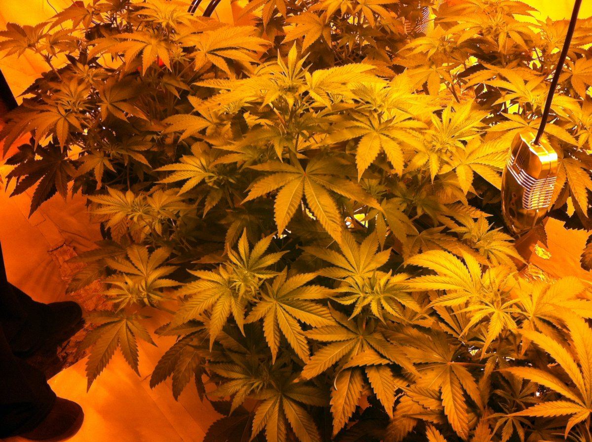 Plant2hps