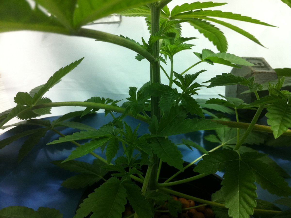 Plant2inside