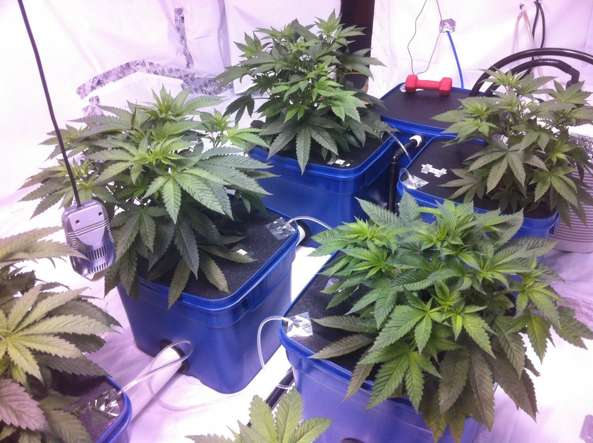 Plant2s